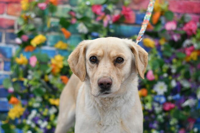 Radosny Rubi szuka rodzinki do pokochania!