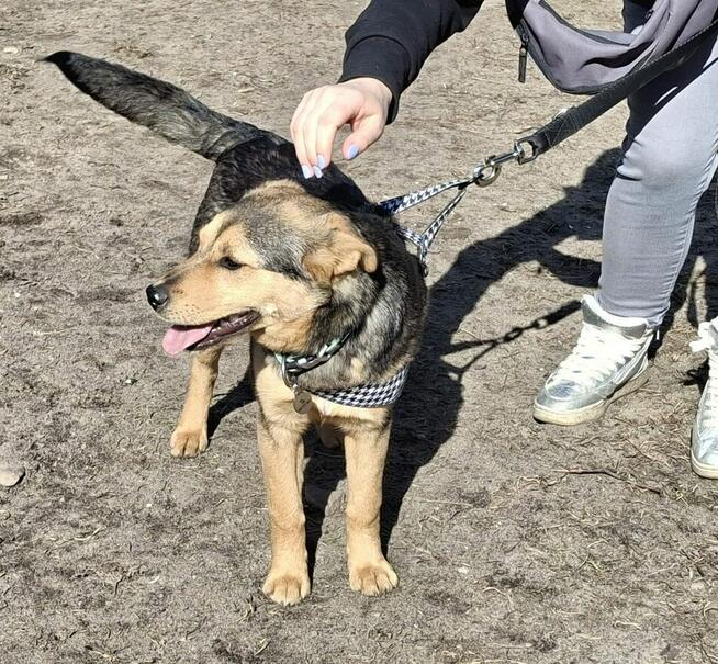 Szczeniak ŚLIWKA czeka na dom.
