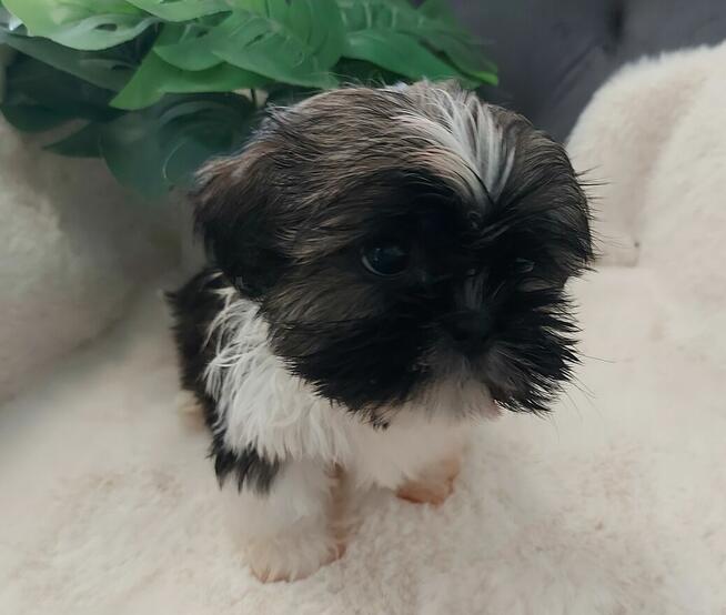 Piesek shih tzu