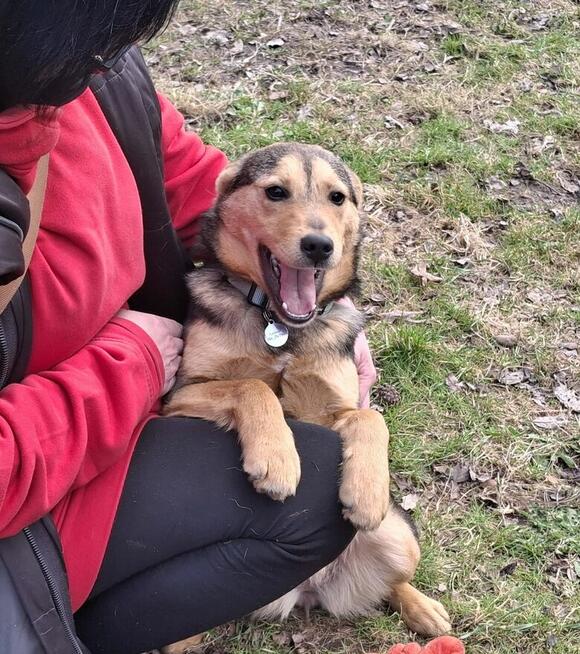 Szczeniak ŚLIWKA czeka na dom.