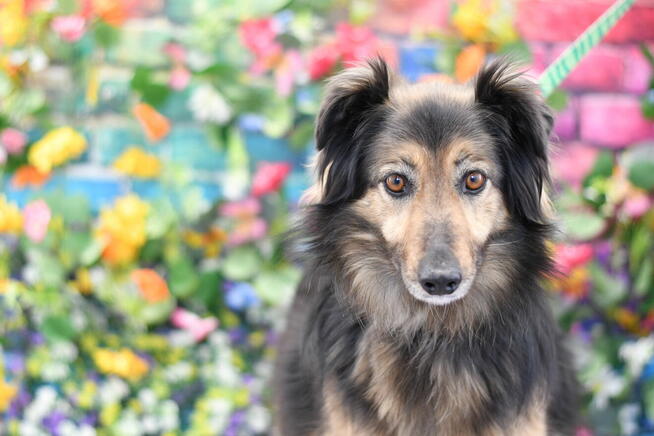 Zjawiskowa Janka szuka wyjątkowego domku!