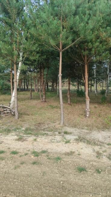 Leśny azyl z dostępem do swojskiego jadła – Smyków k. Rakow