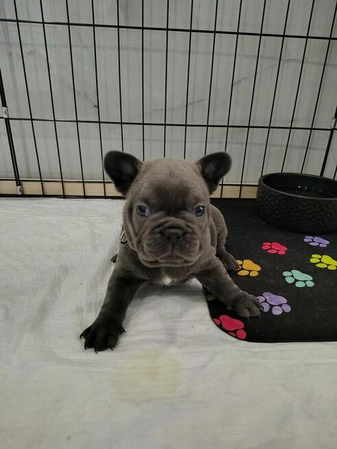 Szczeniaki buldoga francuskiego