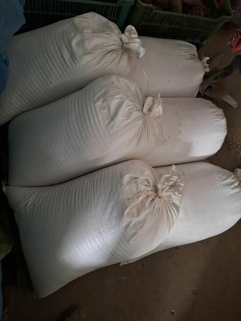 Gorczyca biała Gracja, po centrali, oczyszczona.