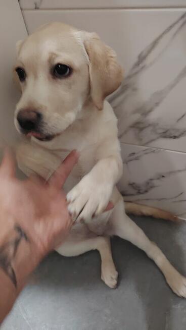 Sprzedam labladora suczka retriever biszkoptowa