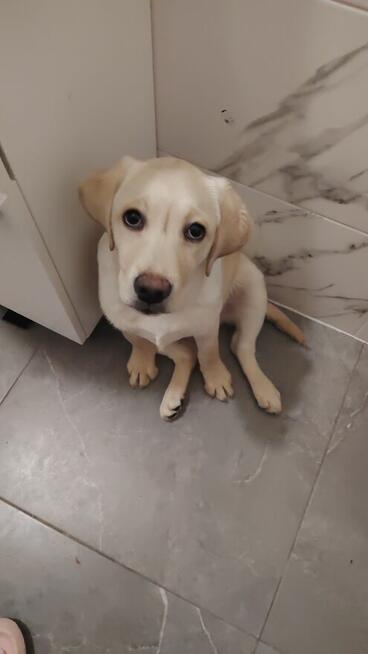 Sprzedam labladora suczka retriever biszkoptowa