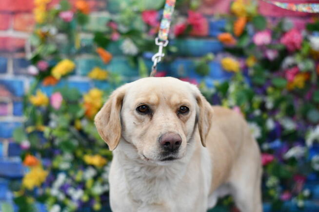 Radosny Rubi szuka rodzinki do pokochania!