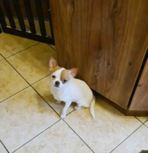 Chihuahua odchowana biała suczka