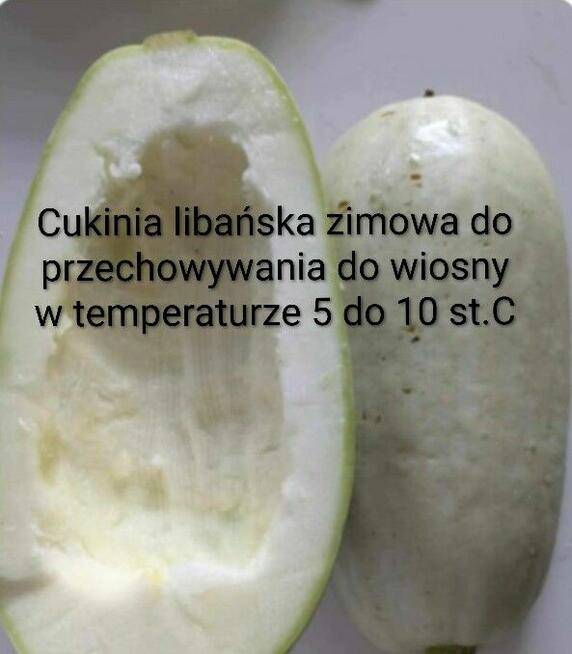 Cukinia kolekcjonerskie zimowe