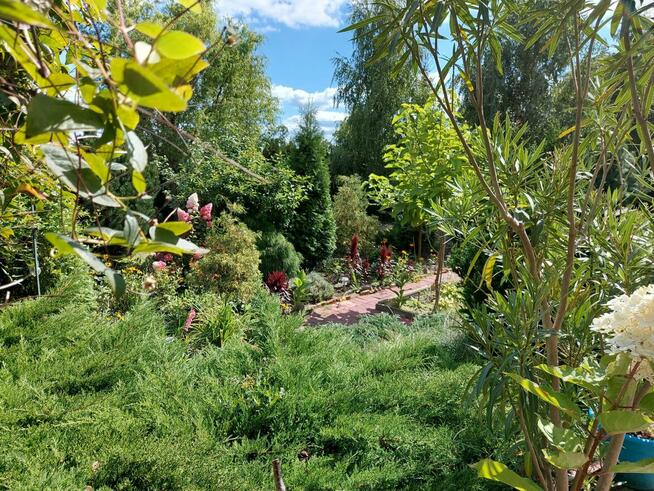 Dom wolnostojący na dużej działce w poł. części Piotrkowa