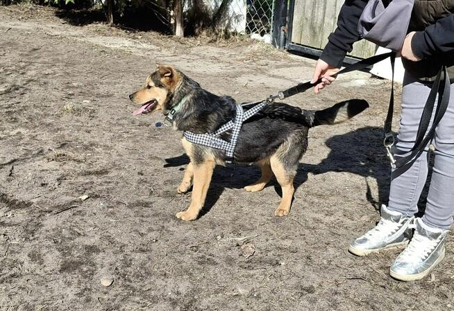 Szczeniak ŚLIWKA czeka na dom.