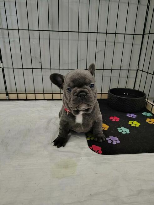 Szczeniaki buldoga francuskiego