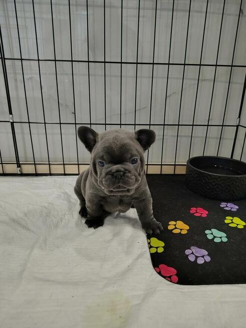 Szczeniaki buldoga francuskiego