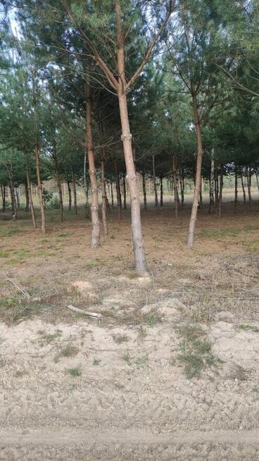 Leśny azyl z dostępem do swojskiego jadła – Smyków k. Rakow