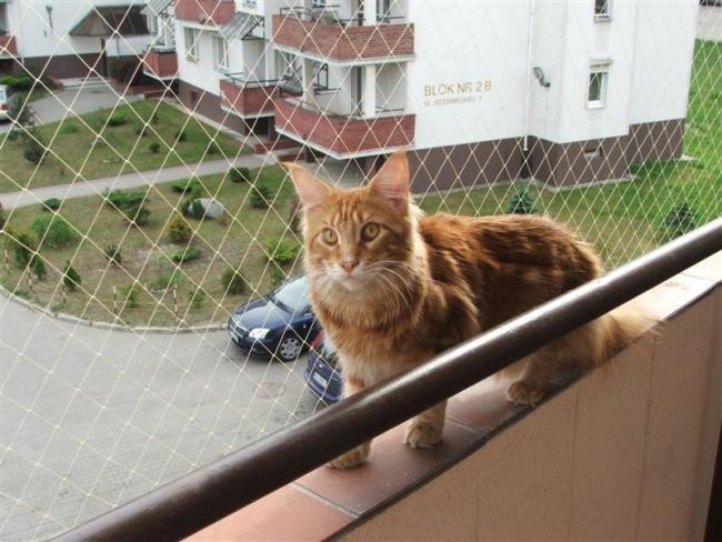 Siatka Dla Kota Zabezpieczy Balkon i Okna Montaż Łódź