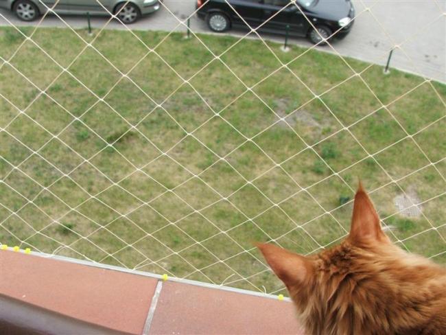Siatka Dla Kota Zabezpieczy Balkon i Okna Montaż Łódź