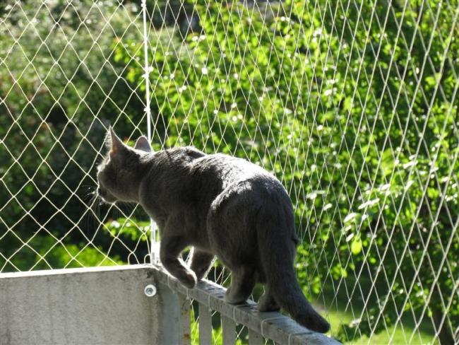Siatka Dla Kota Zabezpieczy Balkon i Okna Montaż Łódź