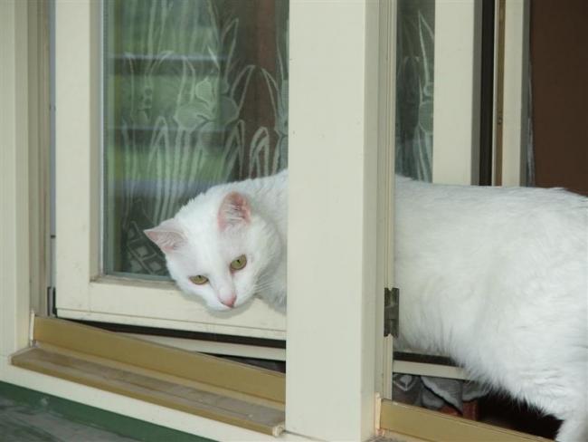 Siatka Dla Kota Zabezpieczy Balkon i Okna Montaż Łódź