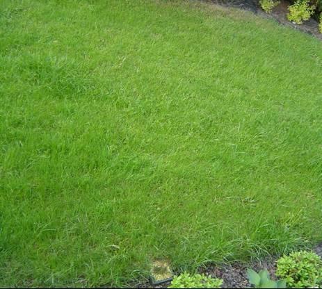 ZAKŁADANIE TRAWNIKÓW RZESZÓW TANIO ,PROFESJONALNIE