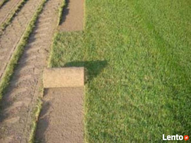 Regeneracja trawników. Usługi ogrodnicze. Trawniki z rolki.