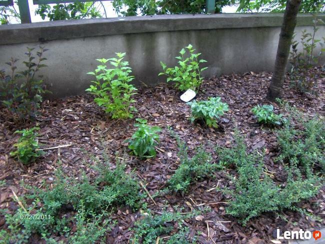 SPRZĄTANIE WSPÓLNOT I BIUR