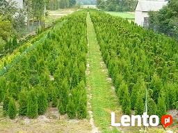 TUJE THUJE TANIO PUŁAWY TANIO PUŁAWY