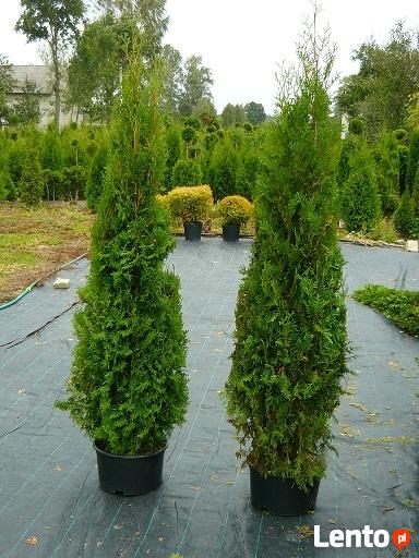 TUJE THUJE TANIO PUŁAWY TANIO PUŁAWY