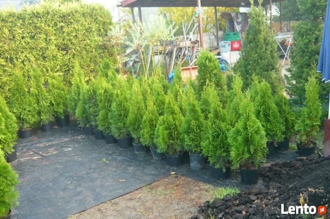 TUJE THUJE TANIO PUŁAWY TANIO PUŁAWY