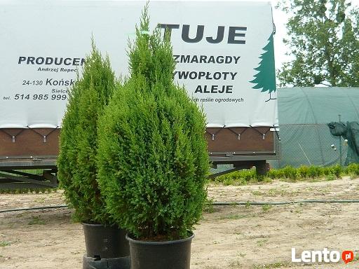 TUJE THUJE TANIO PUŁAWY TANIO PUŁAWY