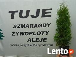 TUJE THUJE TANIO PUŁAWY TANIO PUŁAWY