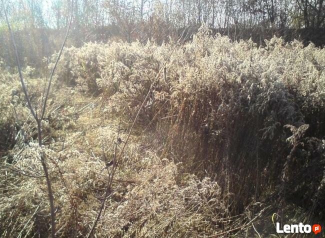 Koszenie trawy Ruda Śląska, Zabrze,Chorzów, Piekary Śląskie