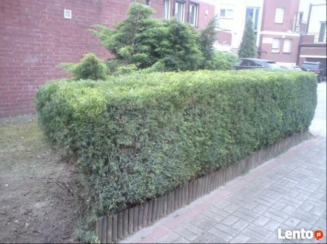 Koszenie trawy Ruda Śląska, Zabrze,Chorzów, Piekary Śląskie