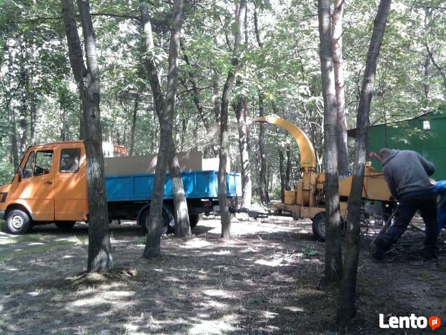 Wycinka drzew Zabrze pielęgnacja drzew