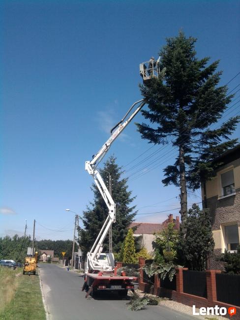 Wycinka drzew Bytom pielęgnacja drzew