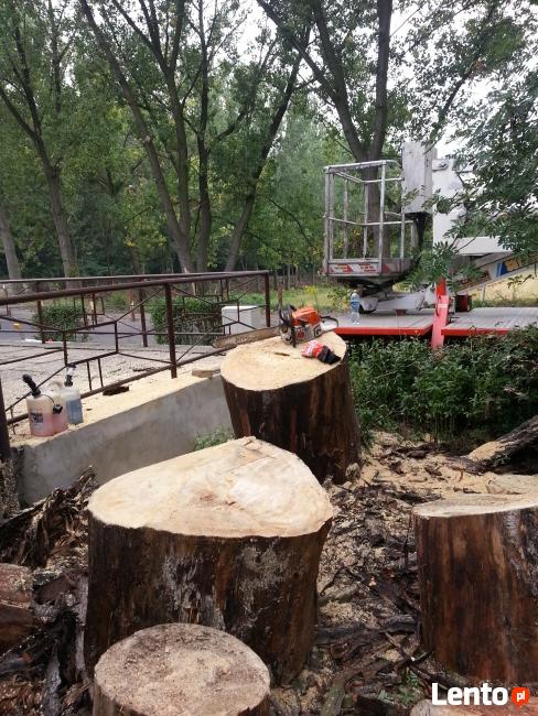 Wycinka drzew Bytom pielęgnacja drzew
