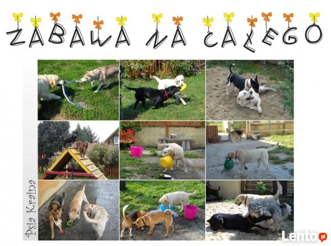 Hotel dla Psów Psia Kraina w Gliwicach