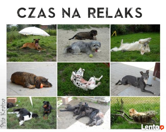 Hotel dla Psów Psia Kraina w Gliwicach
