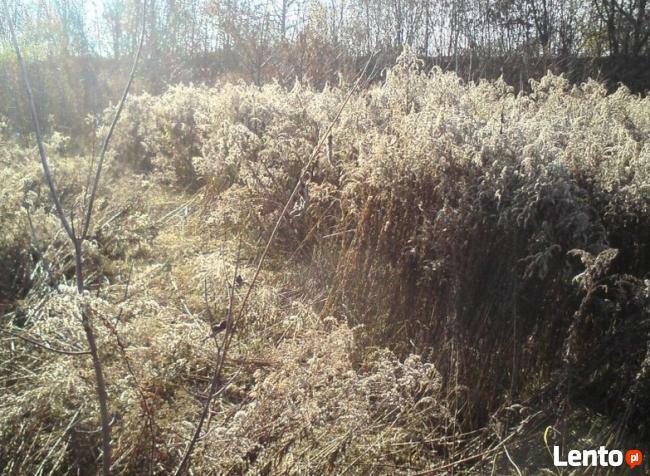 Koszenie trawy Mysłowice Mikołów Kobior Jaworzno Pszczyna