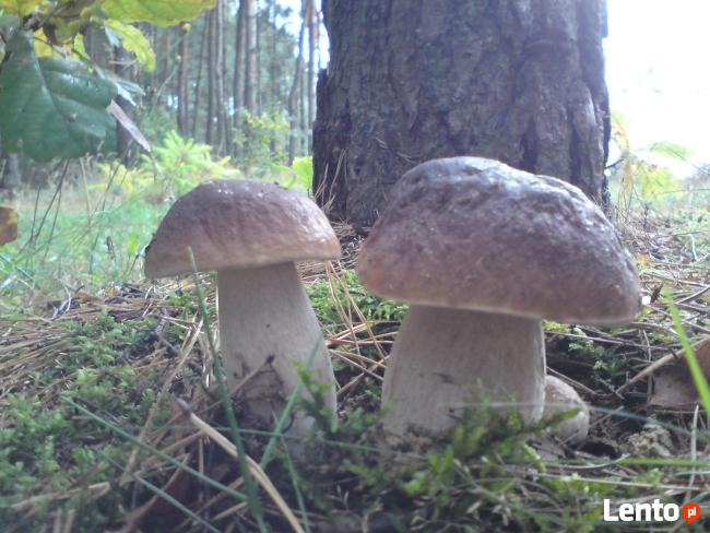 Całoroczny wypoczynek w lesie, nad jeziorem u PI. Minge