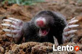 Krety-Norcice SKUTECZNE Zwalczanie Gwarancja Usługi DDD Prof