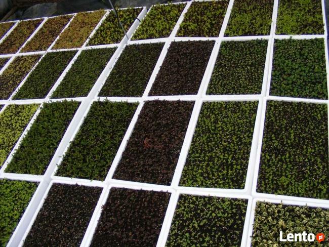 Szkółka Drzew i Krzewów Ozdobnych Jan Lato