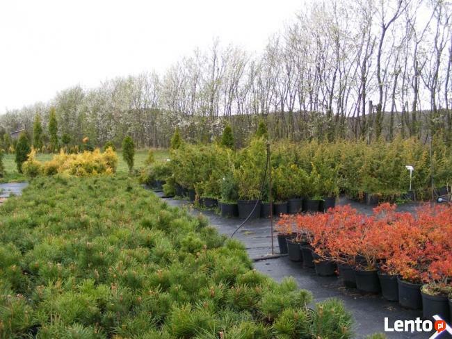 Szkółka Drzew i Krzewów Ozdobnych Jan Lato