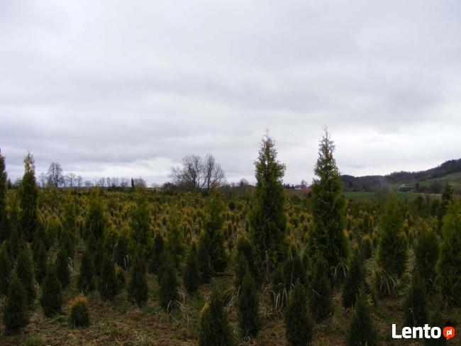 Szkółka Drzew i Krzewów Ozdobnych Jan Lato