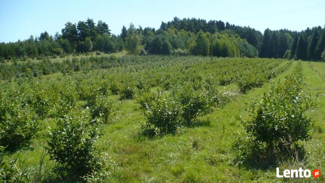 Szkółka Drzew i Krzewów Ozdobnych Jan Lato