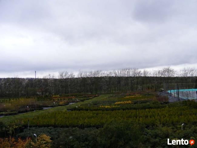 Szkółka Drzew i Krzewów Ozdobnych Jan Lato