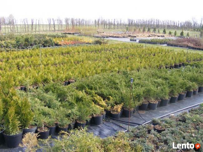 Szkółka Drzew i Krzewów Ozdobnych Jan Lato