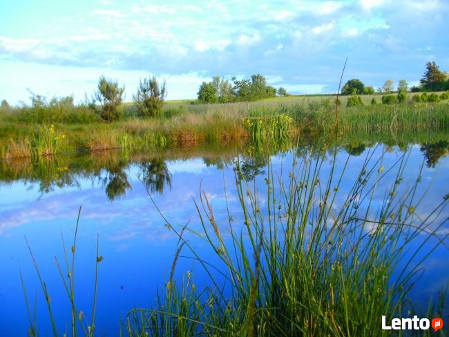 BAMBUSERIA Kampinos- agroturystyka,domek letniskowy,sauna