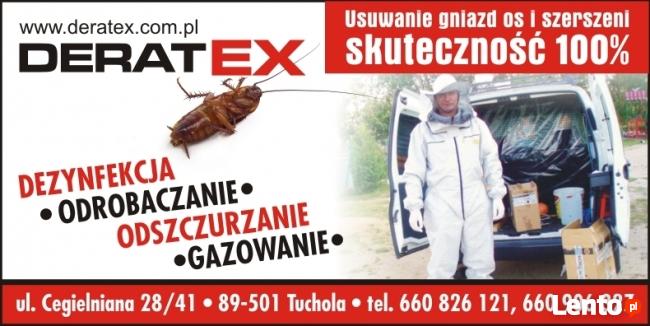 Osy i szerszenie
