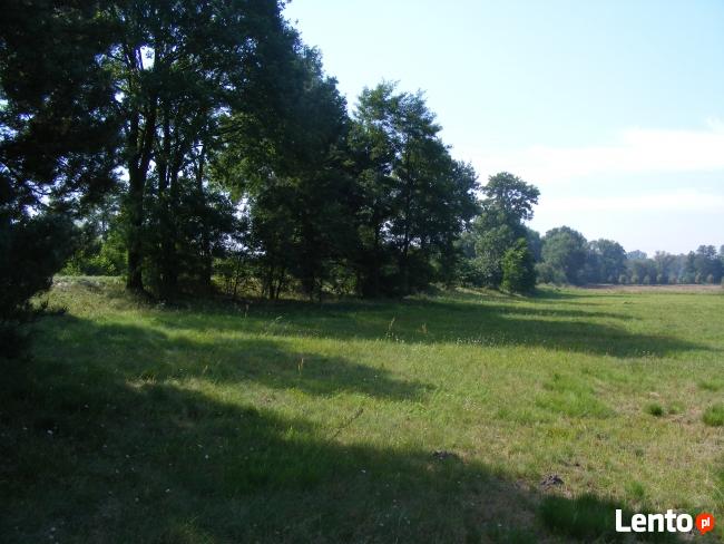 Działka rolna łąka