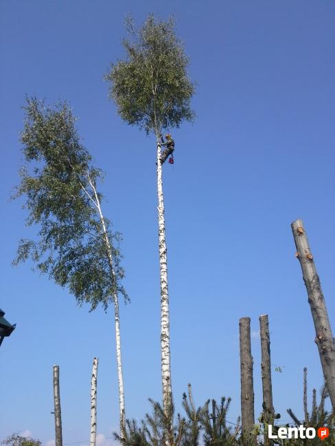 Wycinka, wycinanie drzew, wywóz gałęzi, usługi rębakiem